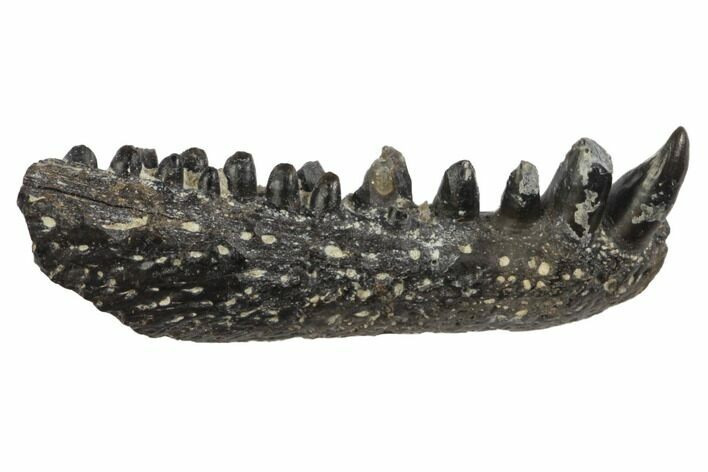 Gorgeous, Permian Reptile (Captorhinus) Jaw Section - Oklahoma #137616